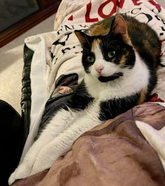 a cat laying on top of a bed covered in blankets