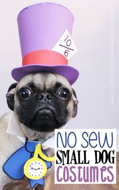 a small pug dog wearing a purple top hat and tie with a sign that says no sew small dog costumes