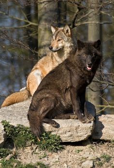 two brown and black wolfs sitting on top of a rock in front of trees