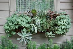 a window box filled with lots of green plants