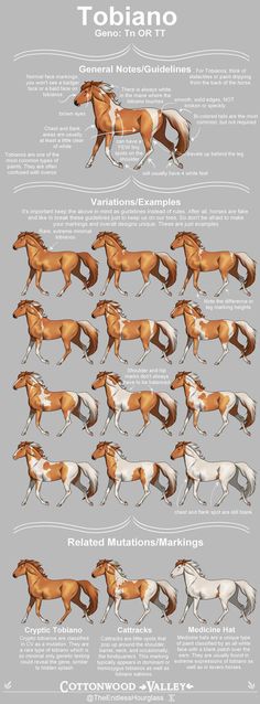 the different horse breeds and their markings are shown in this diagram, which shows how they can