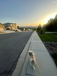 a small white dog standing on the side of a road