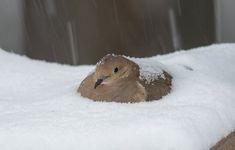 a bird is sitting in the snow with it's eyes closed