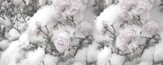 snow covered branches with pink flowers on them