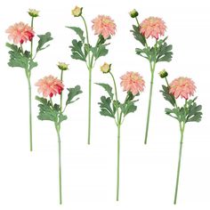 four pink flowers with green leaves on white background, set of five stems in the shape of flower heads