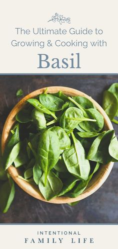 An image of a wooden bowl full of basil How To Grow Herbs, Food Processor Uses, Free Seeds, Grow Herbs, How To Make Pesto, Growing Plants Indoors, Indoor Herb Garden, Herbs Indoors, Tasty Bites