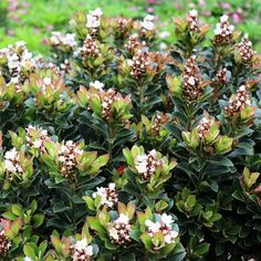 small green plants with white flowers in the middle