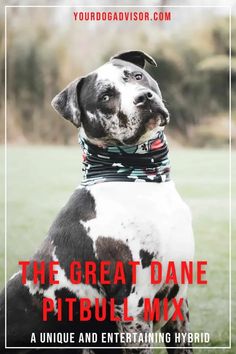 a black and white dog wearing a bandana with the words, the great dane pitbul mix