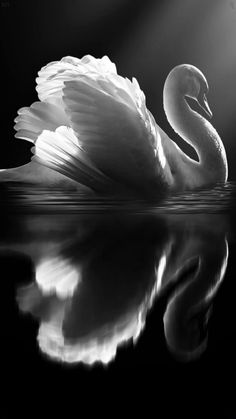 a swan is floating on the water with its wings spread out and it's reflection in the water