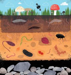 an image of different types of plants and animals in the dirt with rocks on the ground