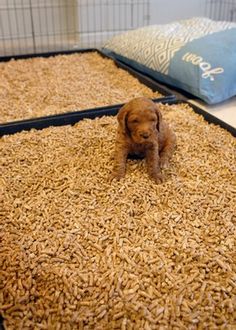 there is a puppy that is sitting on the floor in front of some rice grains