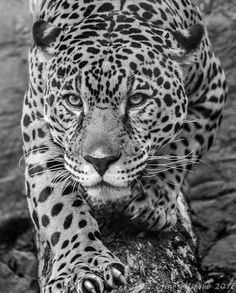 a black and white photo of a leopard on a tree branch looking at the camera