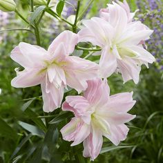 pink flowers are blooming in the garden