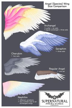 different types of wings are shown in this graphic style, with the names and description for each