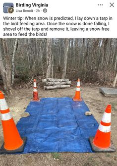 some orange and white cones on a blue tarp in the woods with trees behind them