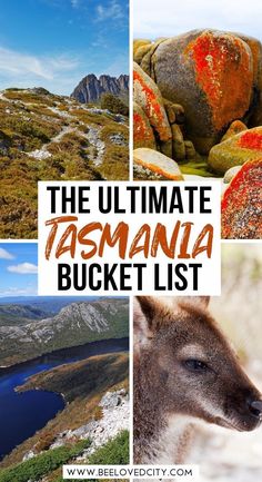 the ultimate tasmania bucket list with pictures of kangaroos, rocks and mountains