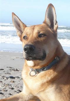 a brown dog laying on top of a sandy beach