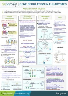 a poster with information about gene regulation in eukarotes, including an image of the