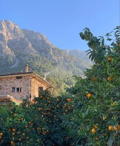 an orange tree in front of a house with mountains in the background