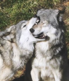 two gray wolfs standing next to each other in the grass with their mouths open