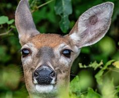 a close up of a deer's face with green leaves in the foreground