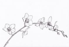 Drawing Sketches Tattoo, Moon Orchid, Ekg Tattoo, Orchid Flower Tattoos, Bff Tats, Orchid Drawing, Grace Tattoos, Sketches Tattoo, Butterfly Orchid