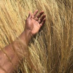 a hand reaching for something in the middle of some tall brown grass with it's palm up