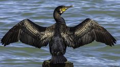 a large bird with its wings spread out on a post near the water's edge