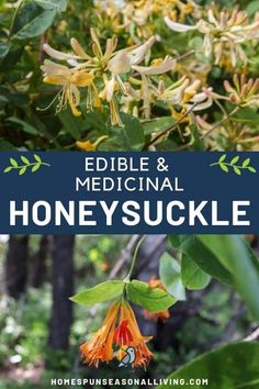 the title for edible and medical honeysuckle