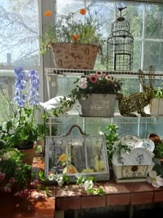 an assortment of potted plants and birdcages on a table in front of a window