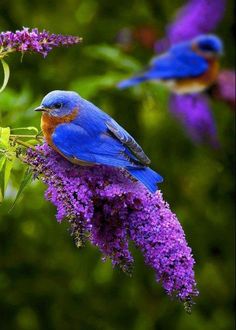 a blue bird sitting on top of a purple flower