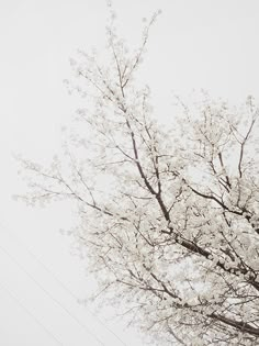 a tree with lots of white flowers in the foreground and power lines in the background