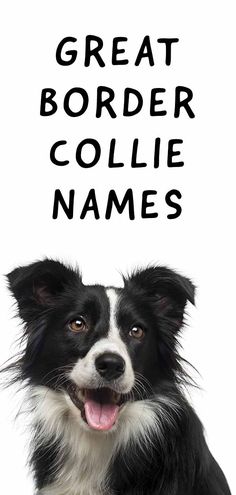 a black and white dog with the words'great border collie names'above it