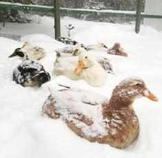 several ducks are sitting in the snow together