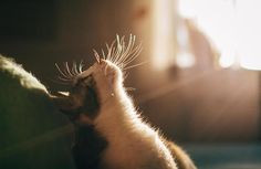 a cat sitting on top of a couch with its head up and it's paw in the air