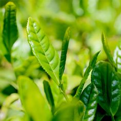 green leaves are growing in the sunlight