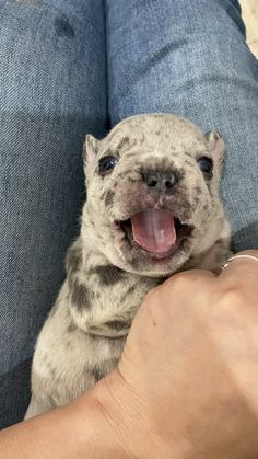 a person holding a small dog with its tongue out and it's mouth wide open