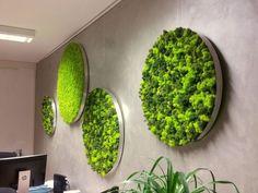 the office is decorated with green plants on the wall