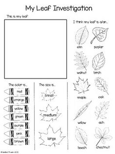 leaf identification worksheet for kids to learn how to draw leaves and write the words