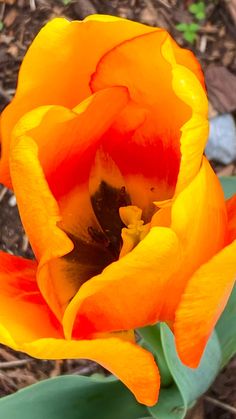 tulip Phlox Plant, Cat Pose, Iron Fence, Garden Show, Red Tulips