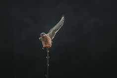 a bird with its wings spread on top of a plant in the dark night sky