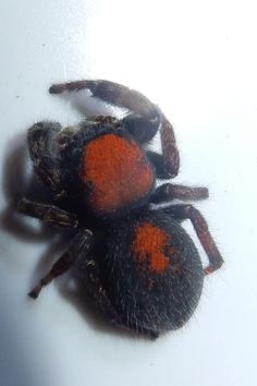 an orange and black spider sitting on top of a white surface