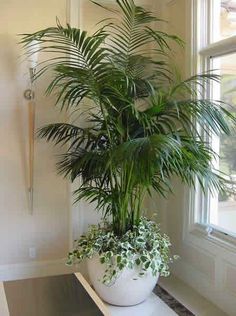 a large potted plant sitting on top of a white table next to a window