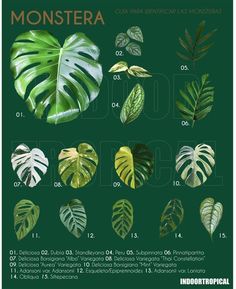 the different types of monster leaves