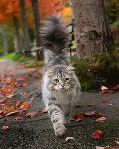 a cat is walking down the road with its tail in the air and it's eyes wide open