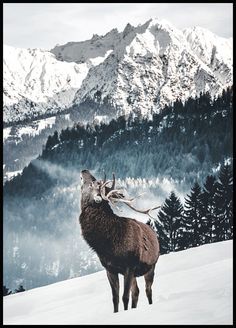 a deer standing on top of a snow covered slope with mountains in the back ground