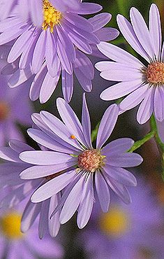 purple flowers with yellow centers are in the foreground and on the background is another flower