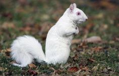 a white squirrel sitting on its hind legs in the grass