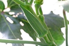 a close up view of the budding and leaves of a plant with sunlight shining on it