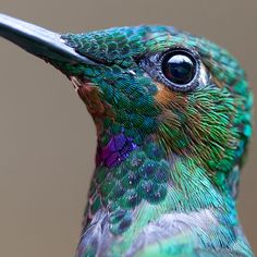 a close up of a hummingbird's colorful feathers and head with blue eyes